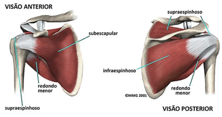 Anatomia do manguito