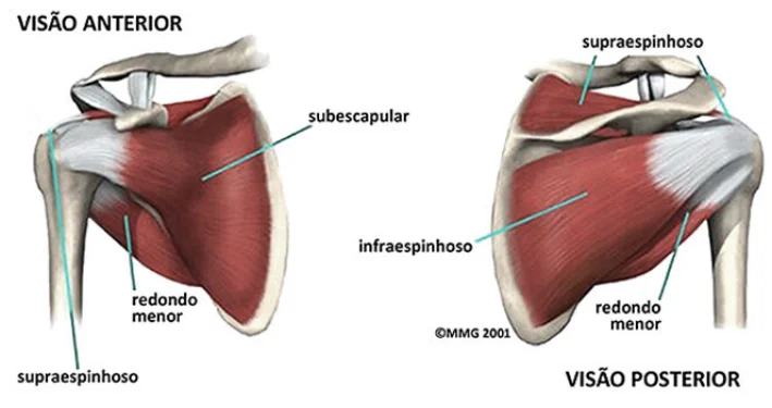 Anatomia do manguito