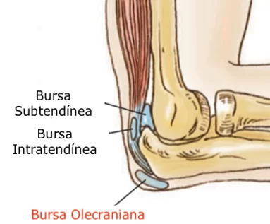 Bursas do cotovelo